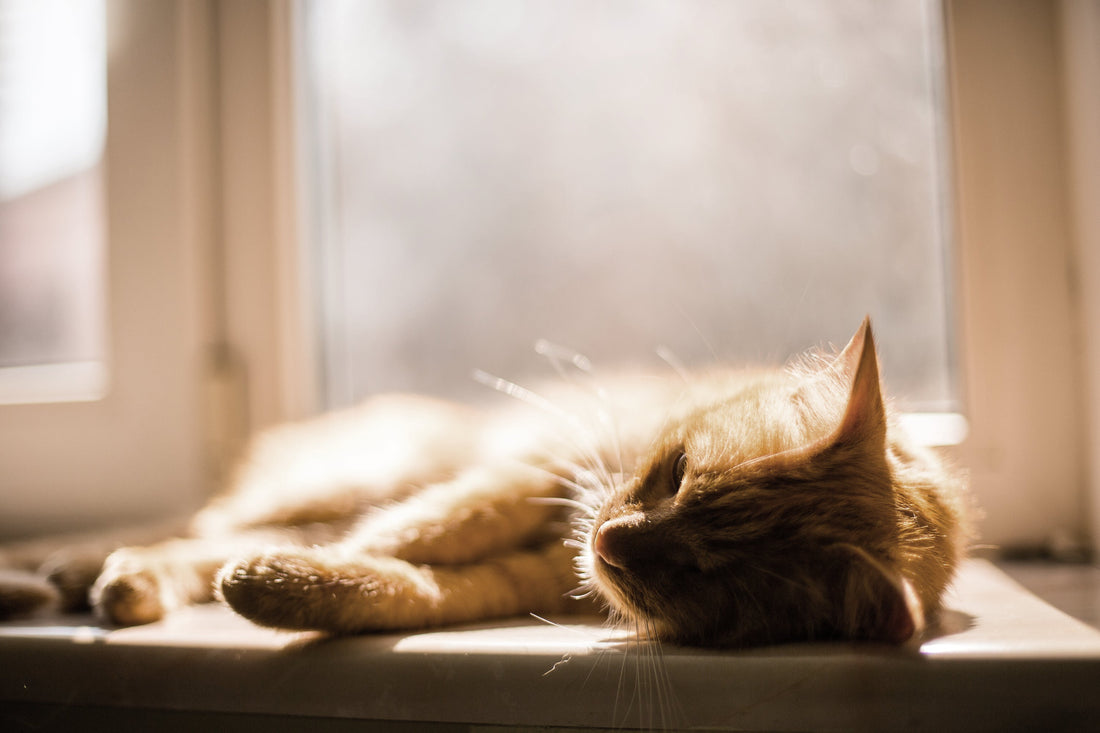 resting well \ when energy feels low