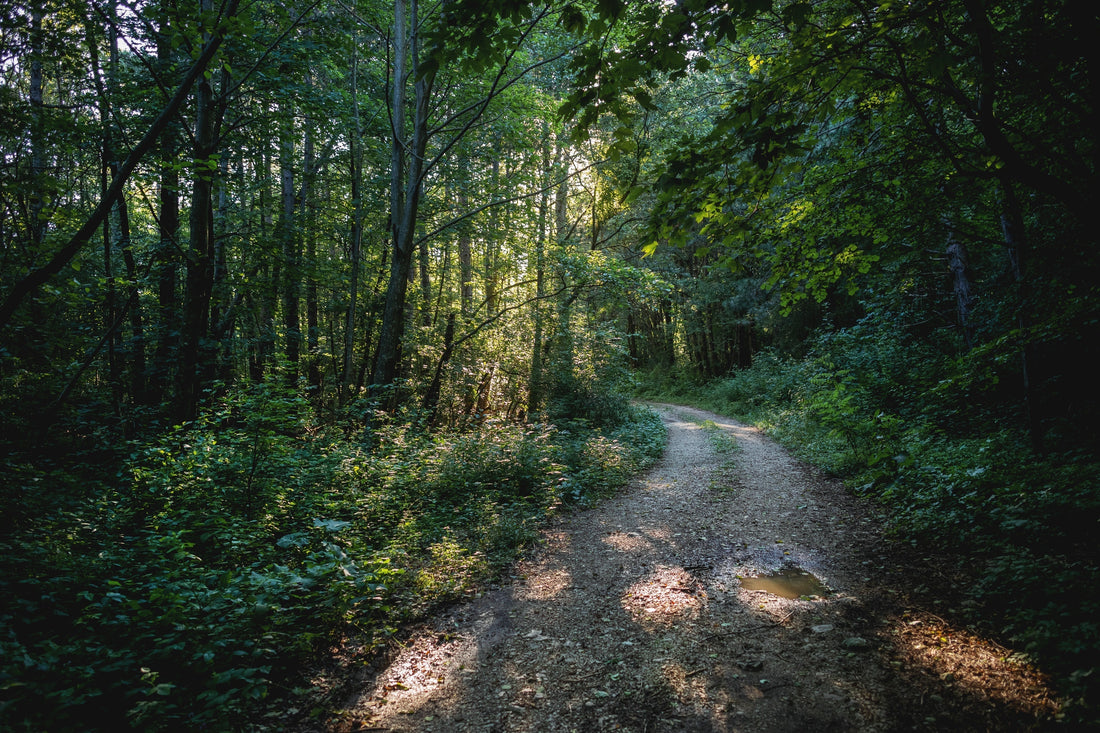on the path \ pine-scented air