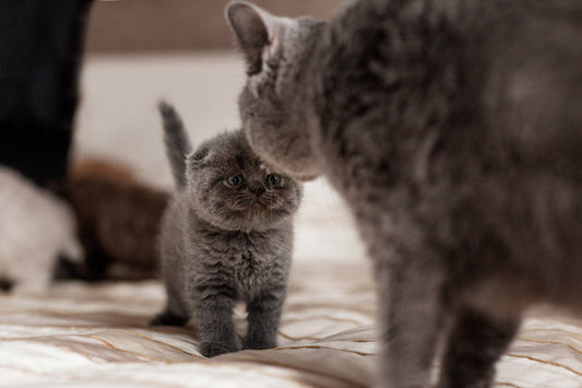 mother’s day \ a quiet reflection on mothering