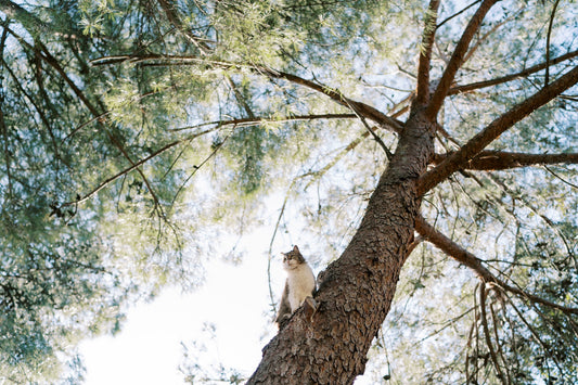 for little ones \ three minutes to reach the sky