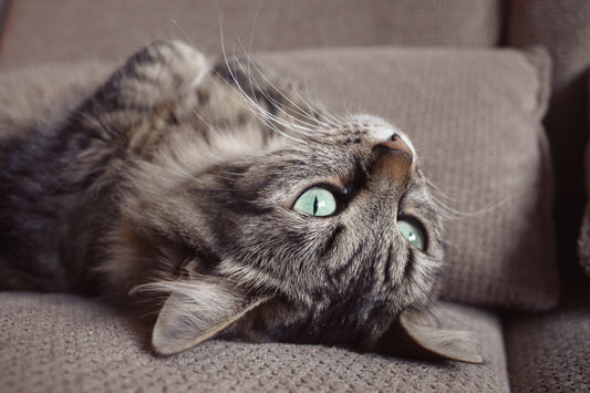 be more cat \ the art of unapologetic pausing