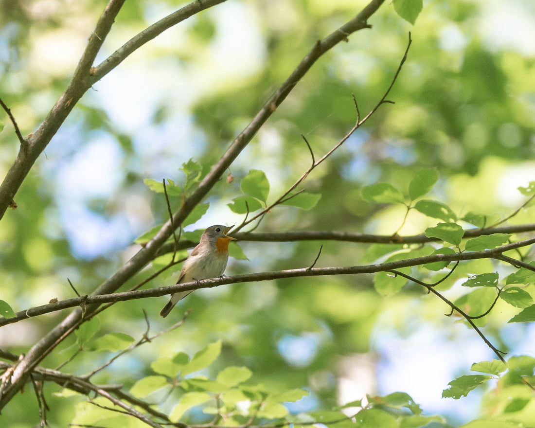 a pause to observe life