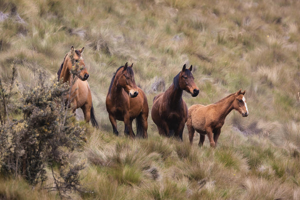 the year of the horse \ a turning of time