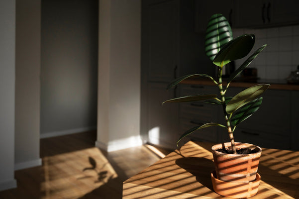 morning pause \ three minutes to start your day mindfully