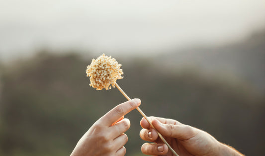 kindness \ how small gestures change us