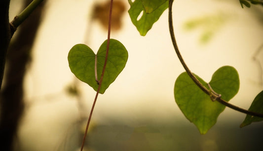 a quiet valentine’s \ simple gifting
