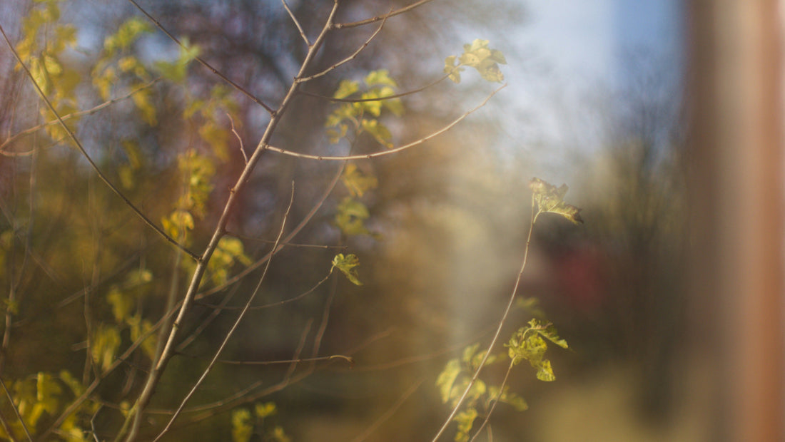 spring equinox \ the return of light