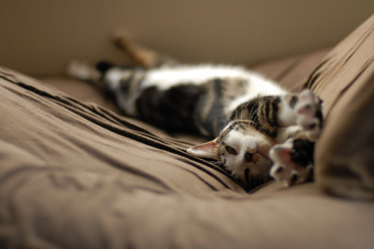 sleep \ the rhythm beneath the day