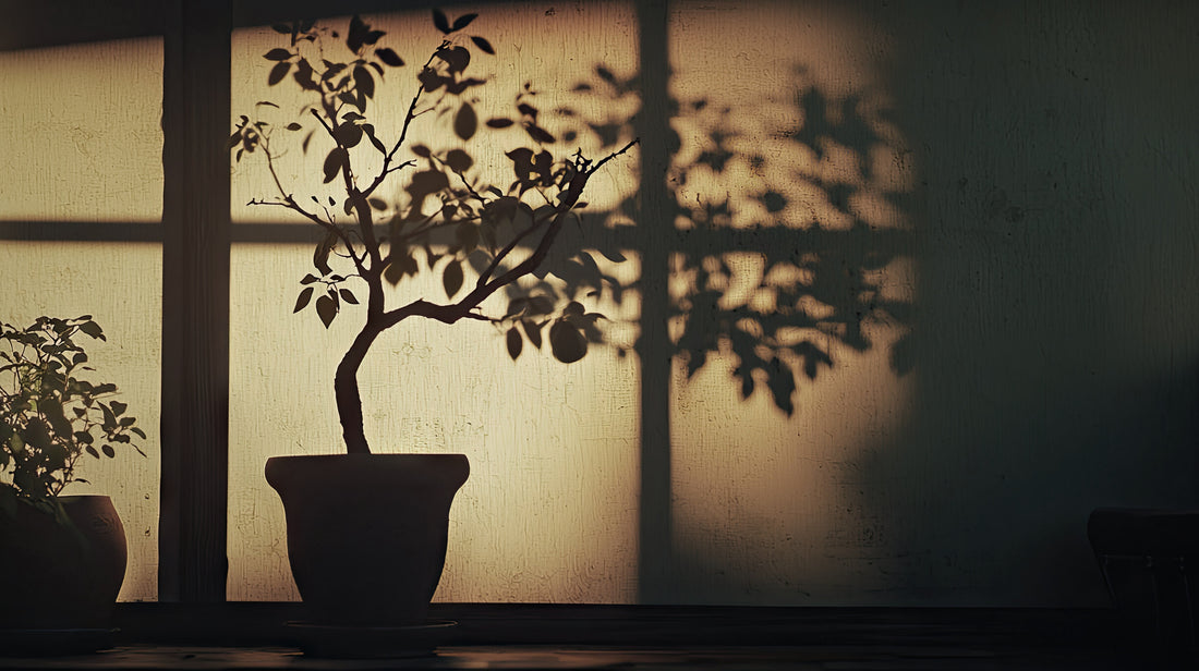 first light \ before words