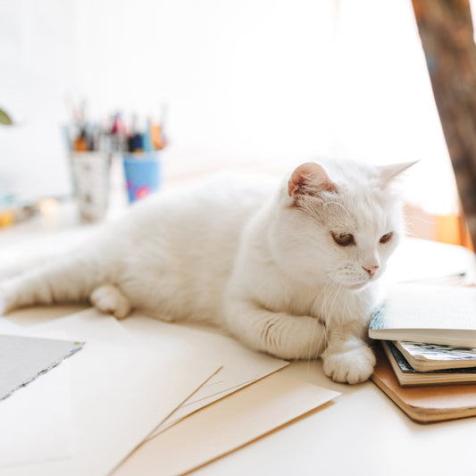 staying inside \ colouring book + pencils