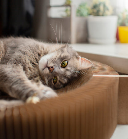 staying inside \ colouring book + pencils - ReNew