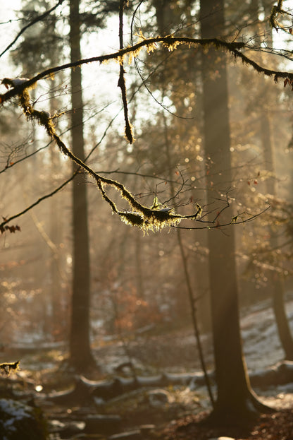 dog walk \ pine & forest . scented candle - ReNew